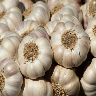 Garlic / लसूण