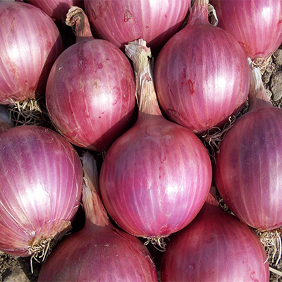 Onion / कांदा